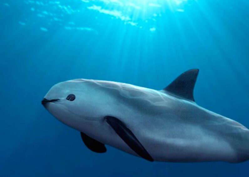 facts about vaquita