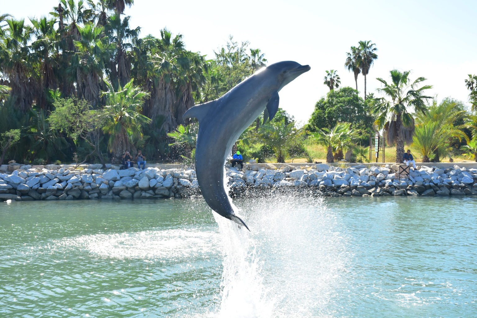 how-much-does-a-trip-to-los-cabos-costs-dolphin-discovery-dolphin