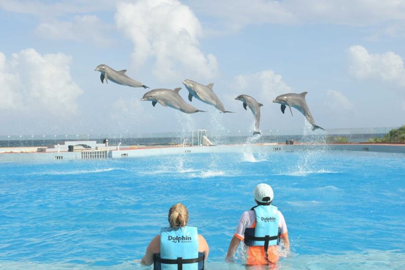 where-can-I-swim-with-dolphins-in-tulum