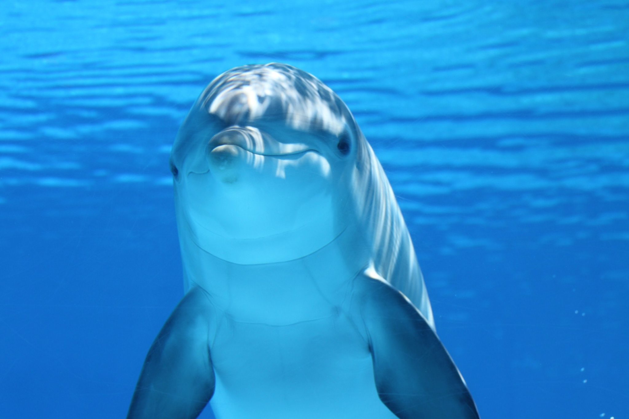 marine-mammals-representative-species-dolphin-discovery