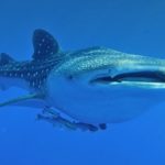 whale-shark-day-tour