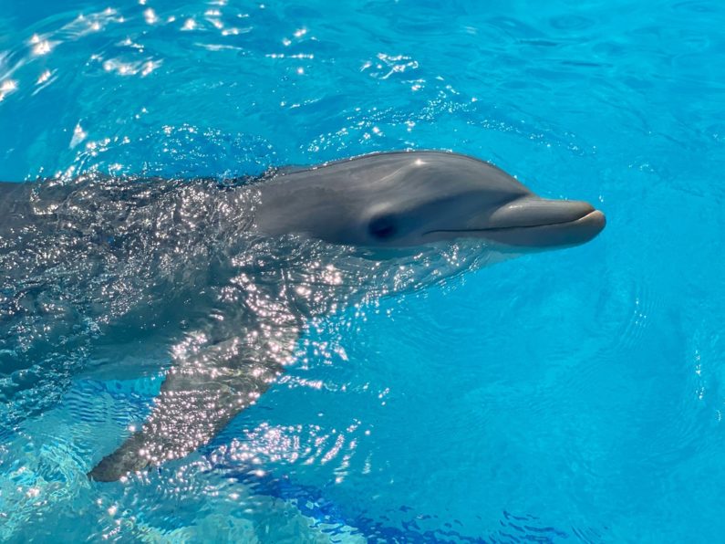 Swim with Dolphins in Cancun prices by Dolphin Discovery
