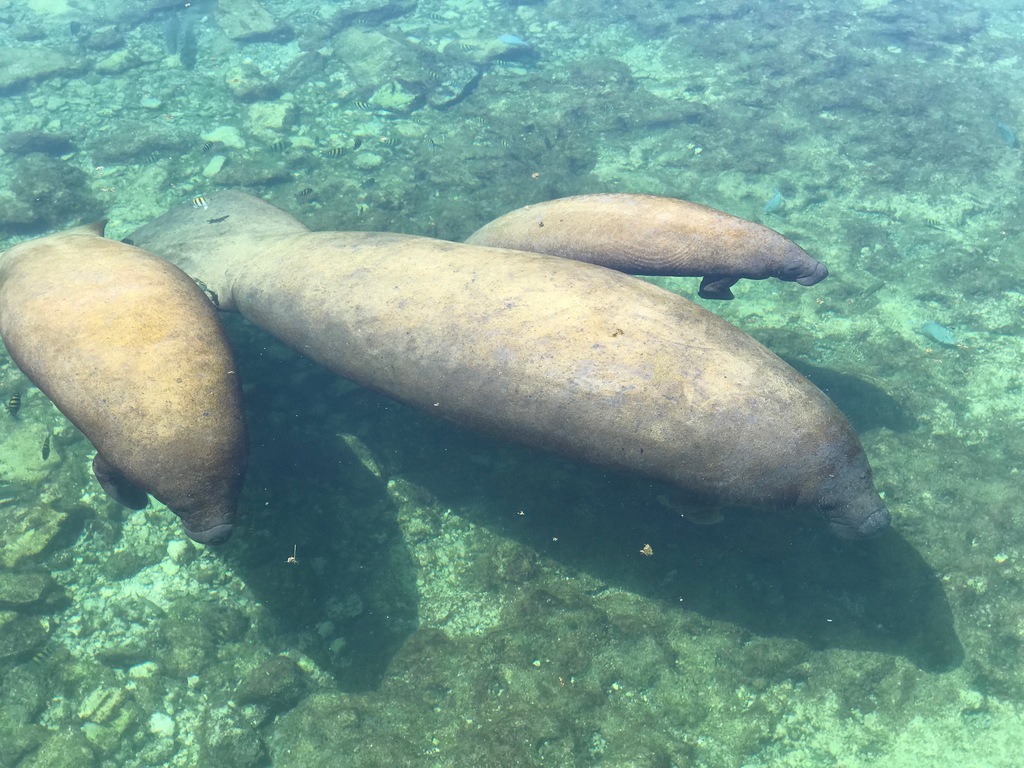 Babies Manatees swimming with their mommy