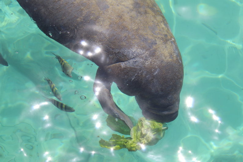 Baby Manatees eating letuce
