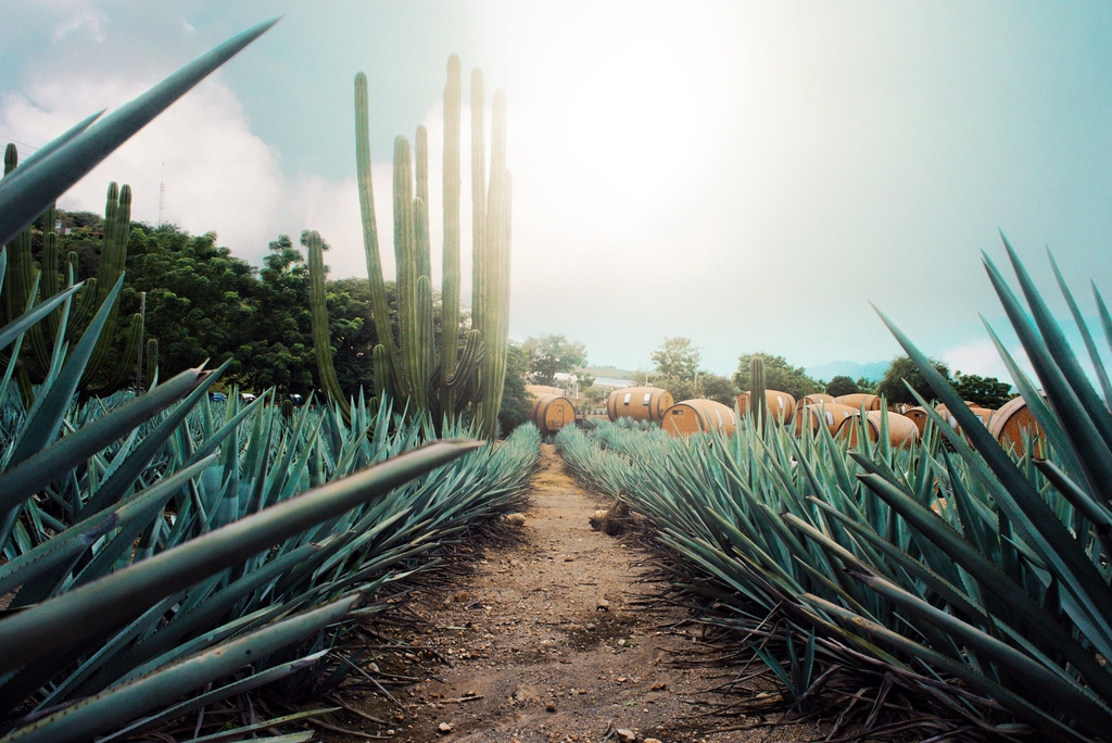 Tequila Tour in Cozumel maguey path