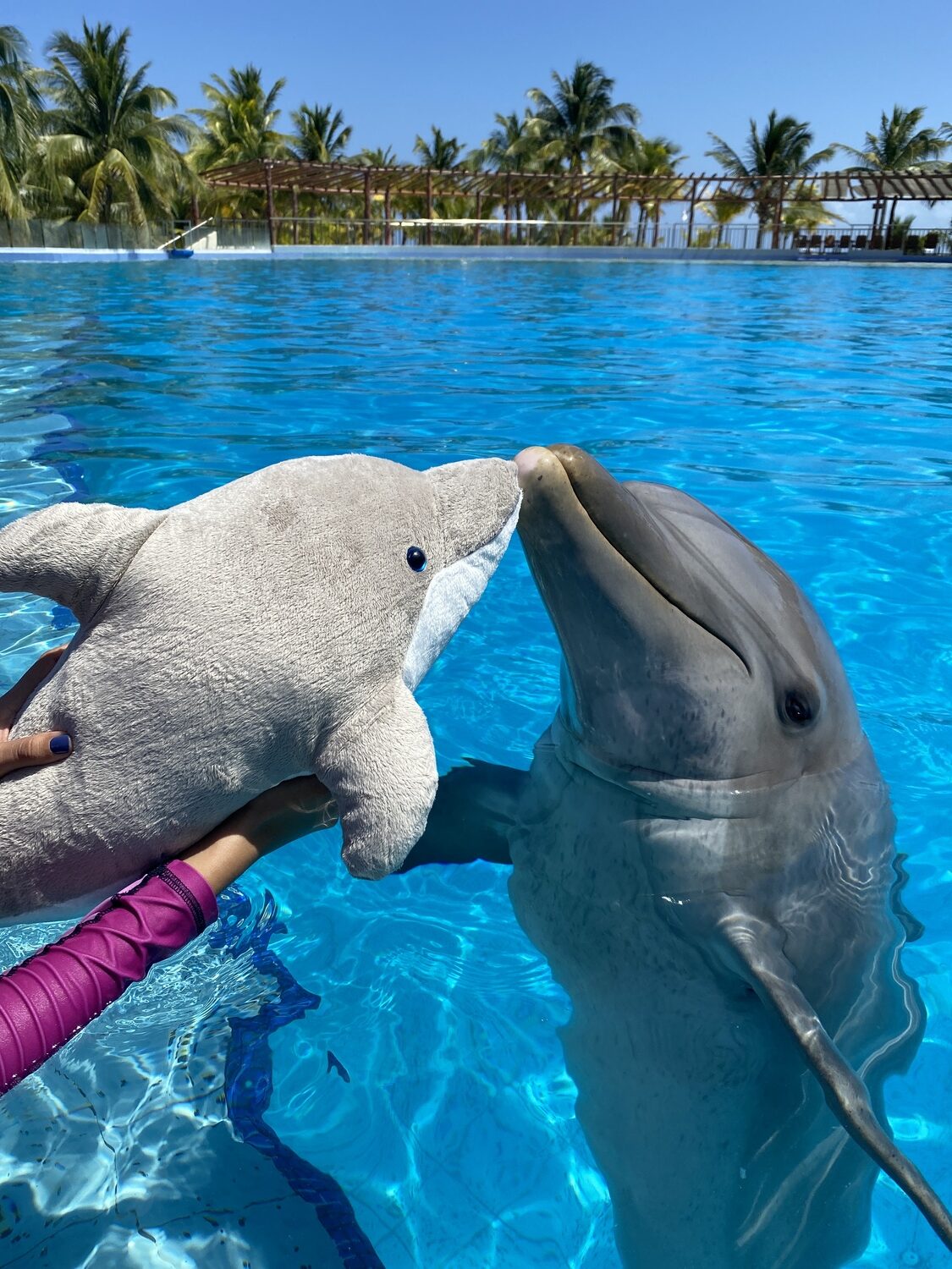 diego the dolphin with dolphin toy