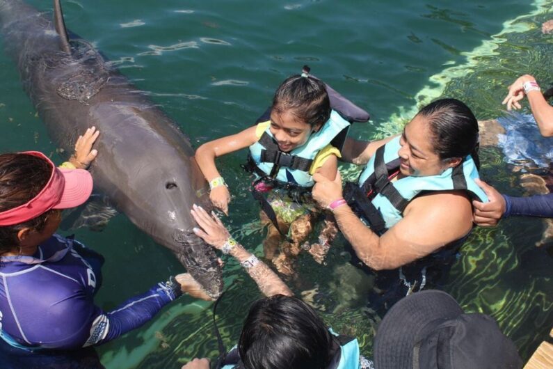 international-day-of-persons-with-disabilities-and-swim-with-dolphins
