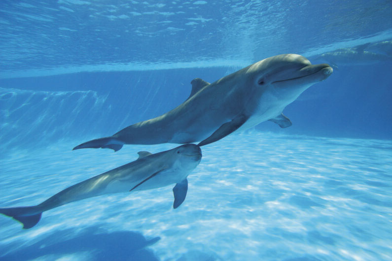 dolphin mom and her baby dolphin swimming under the water