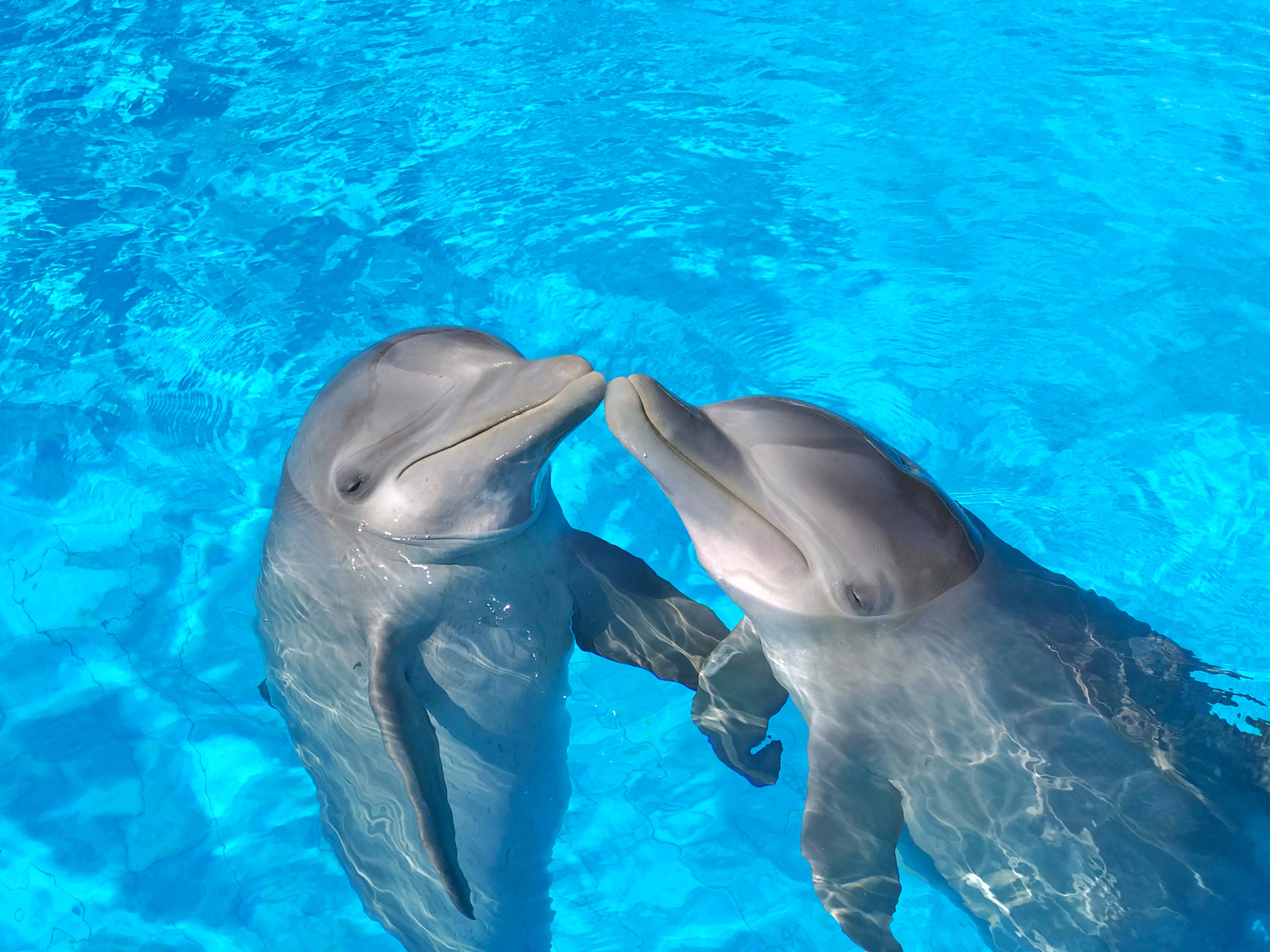 how-many-years-do-dolphins-live