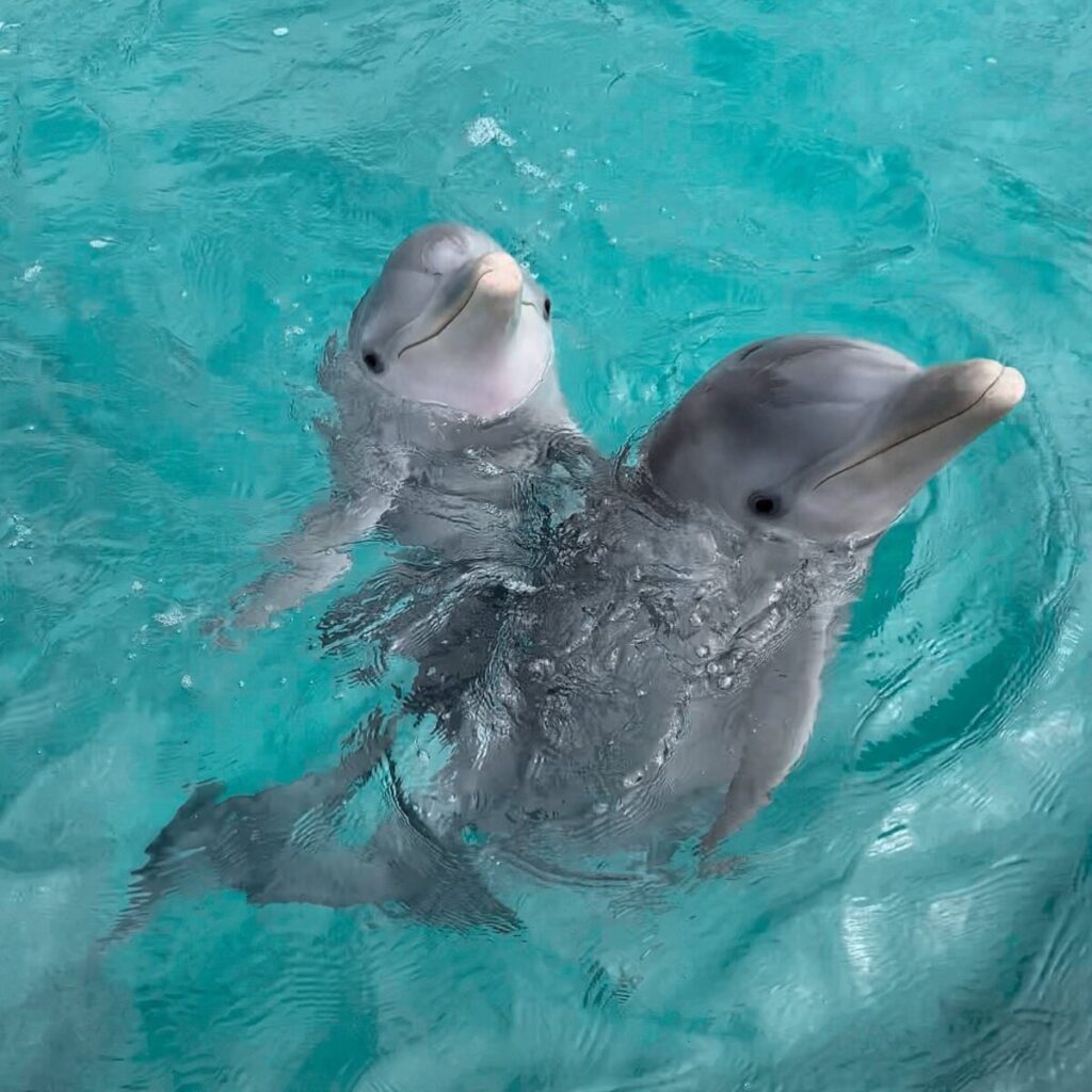 dolphins swimming in Cozumel