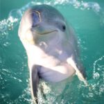 the-dolphin-in-the-sea