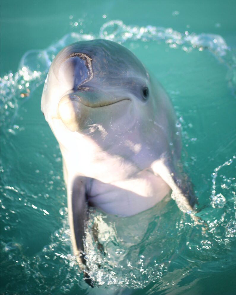 the-dolphin-in-the-sea