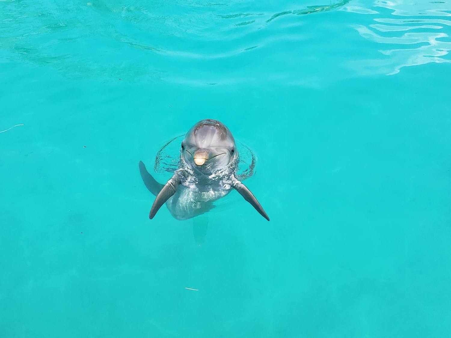 dolphin-in-the-sea