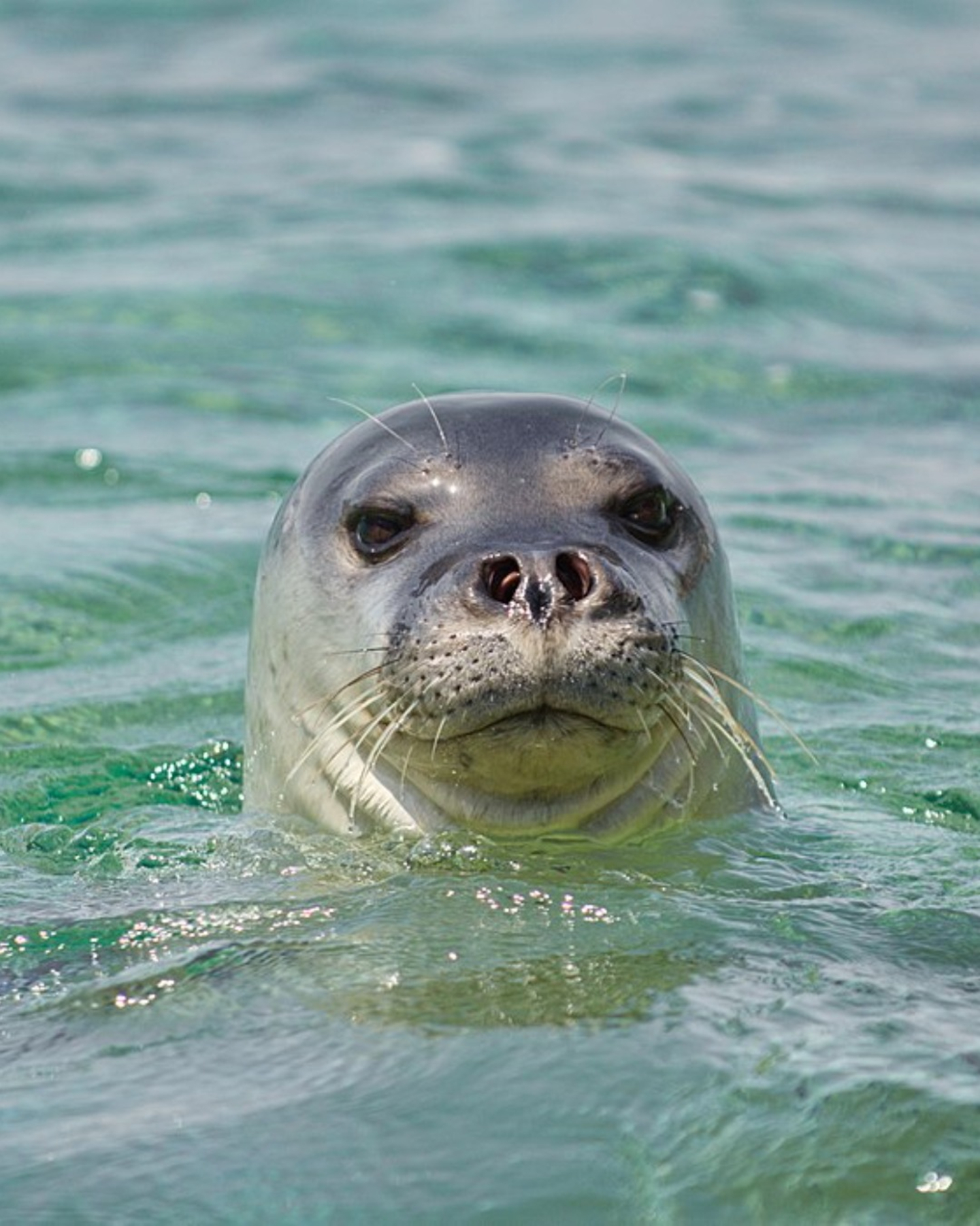 characteristics-of-sea-lions-and-seals