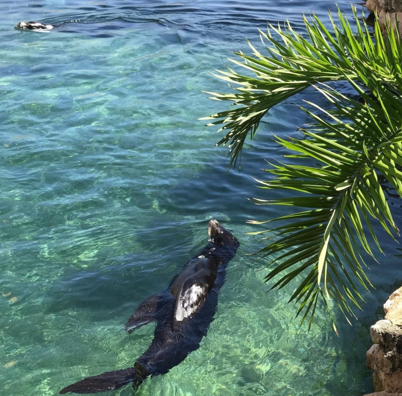 swim-with-sea-lions-in-riviera-maya