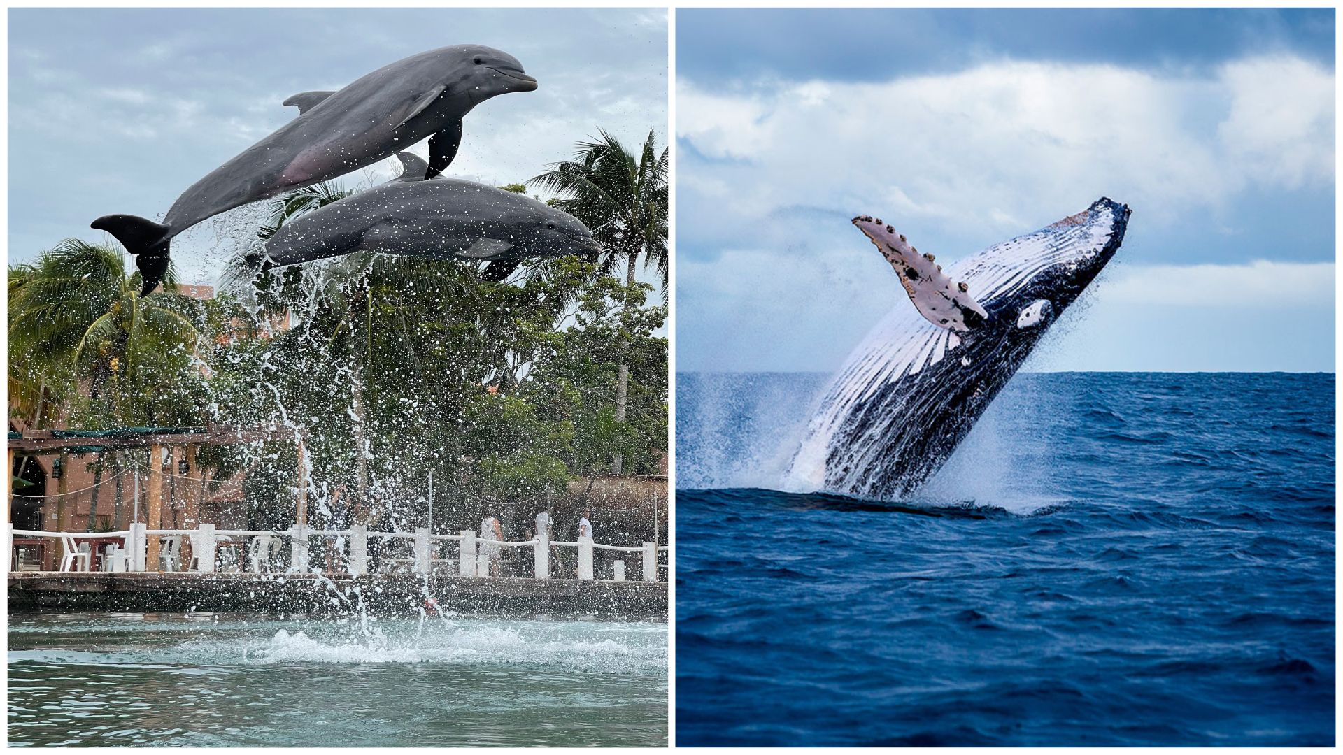 dolphins-and-whales
