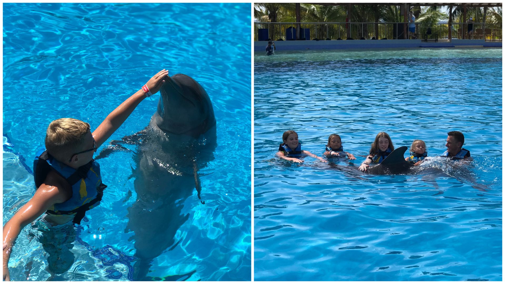swim with dolphins in playa del carmen