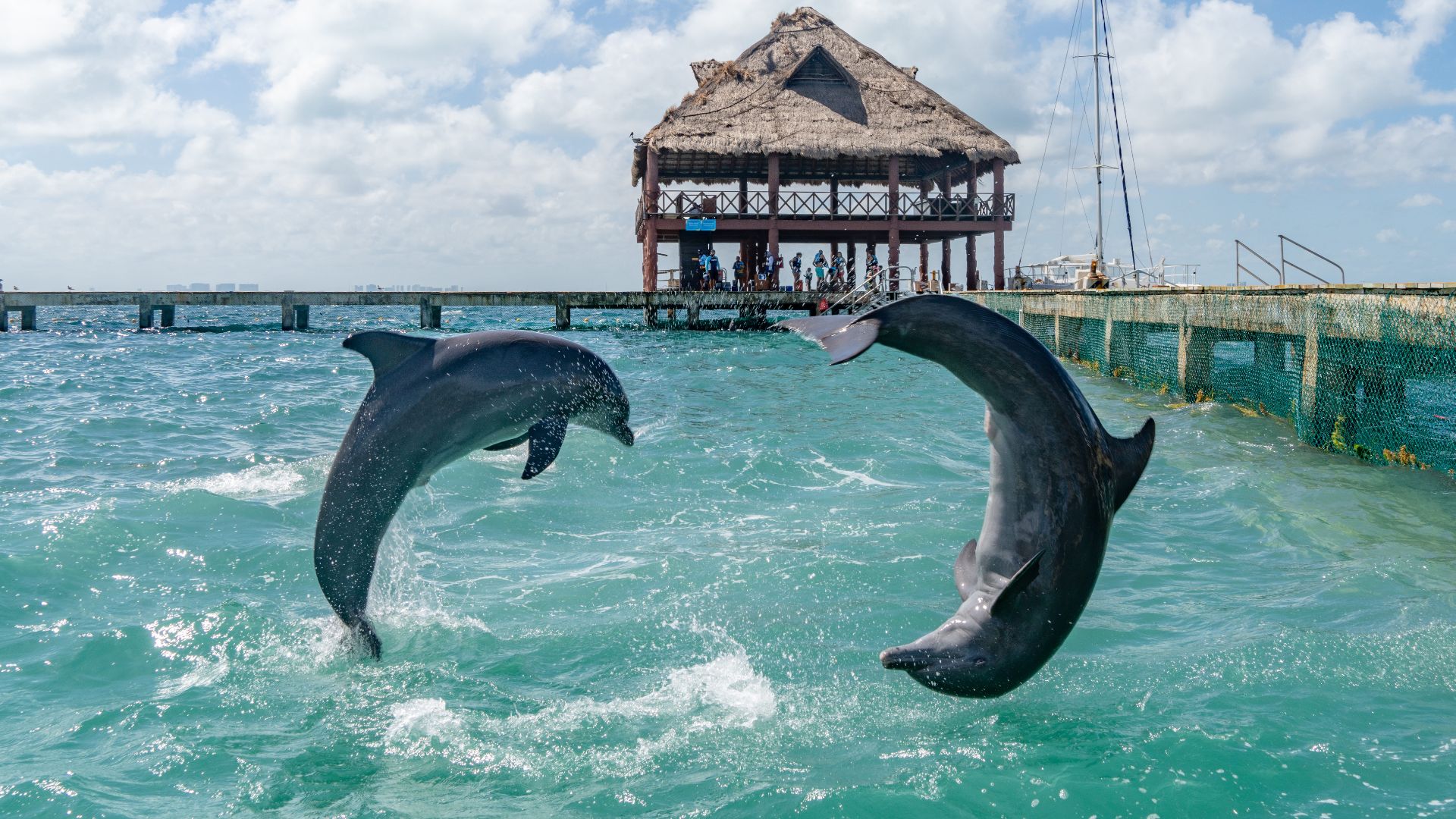 swim with dolphins in mexico