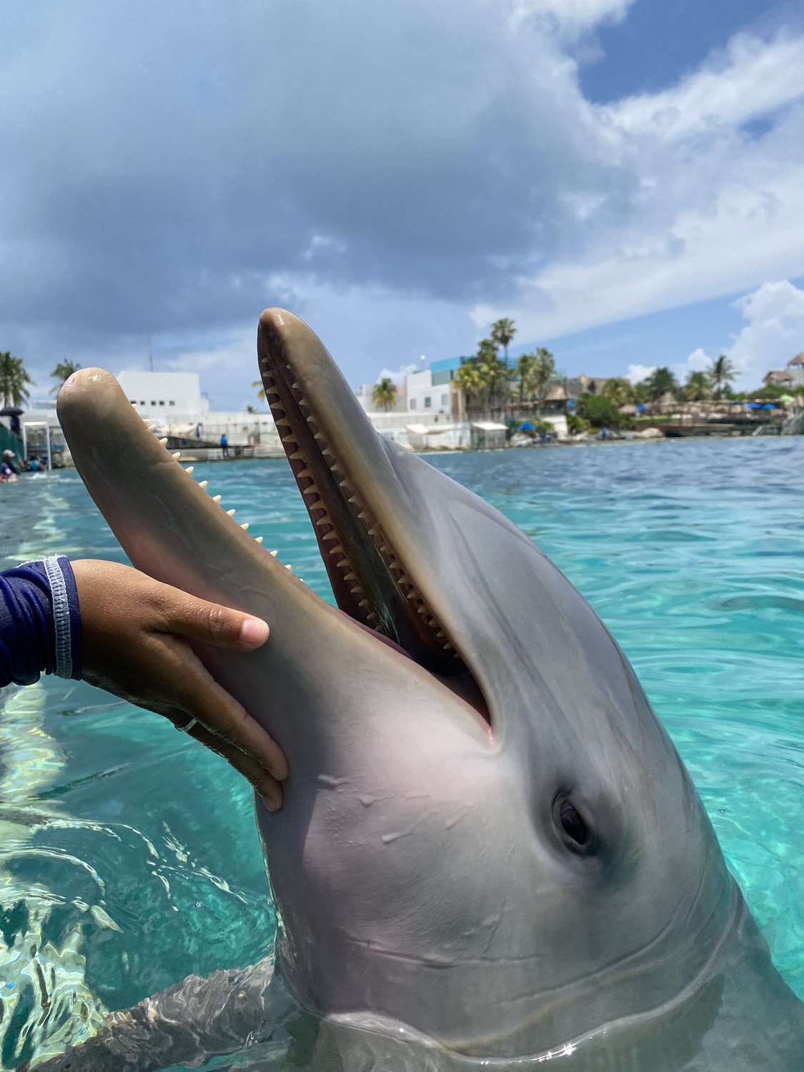 dolphin isla mujeres sea