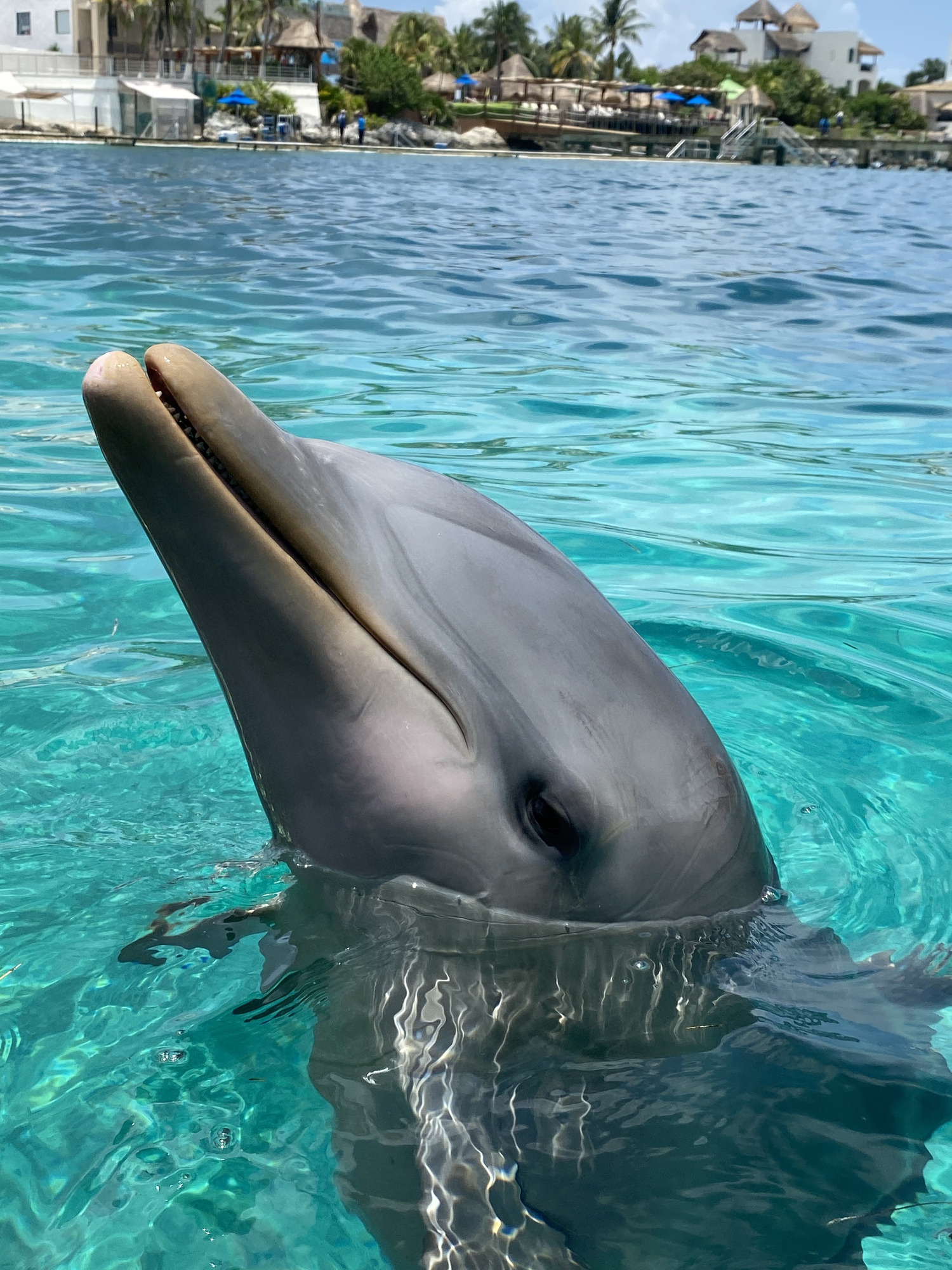 chaplin dolphin isla mujeres