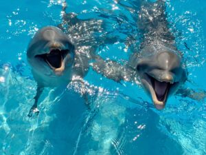 swim with dolphins in the riviera maya