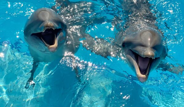 swim with Dolphins in Quintana Roo