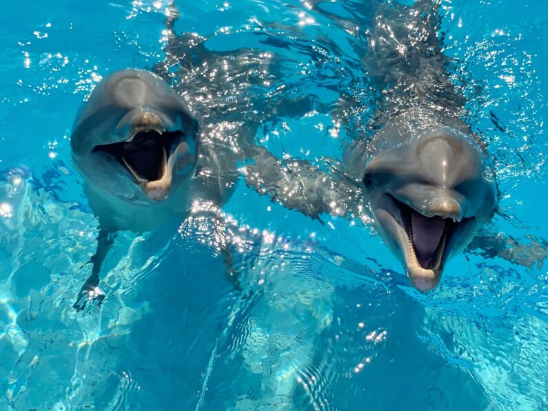 swim with Dolphins in Quintana Roo