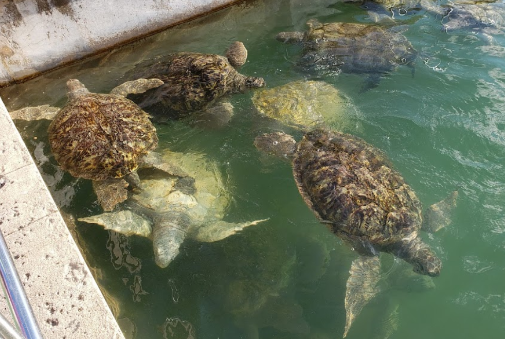 turtles in Grand Cayman