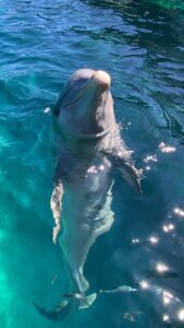 dolphin discovery cozumel