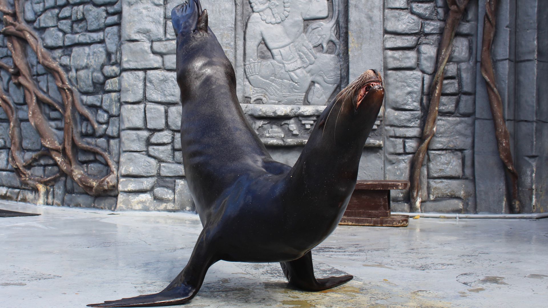 interaction with sea lions in cozumel