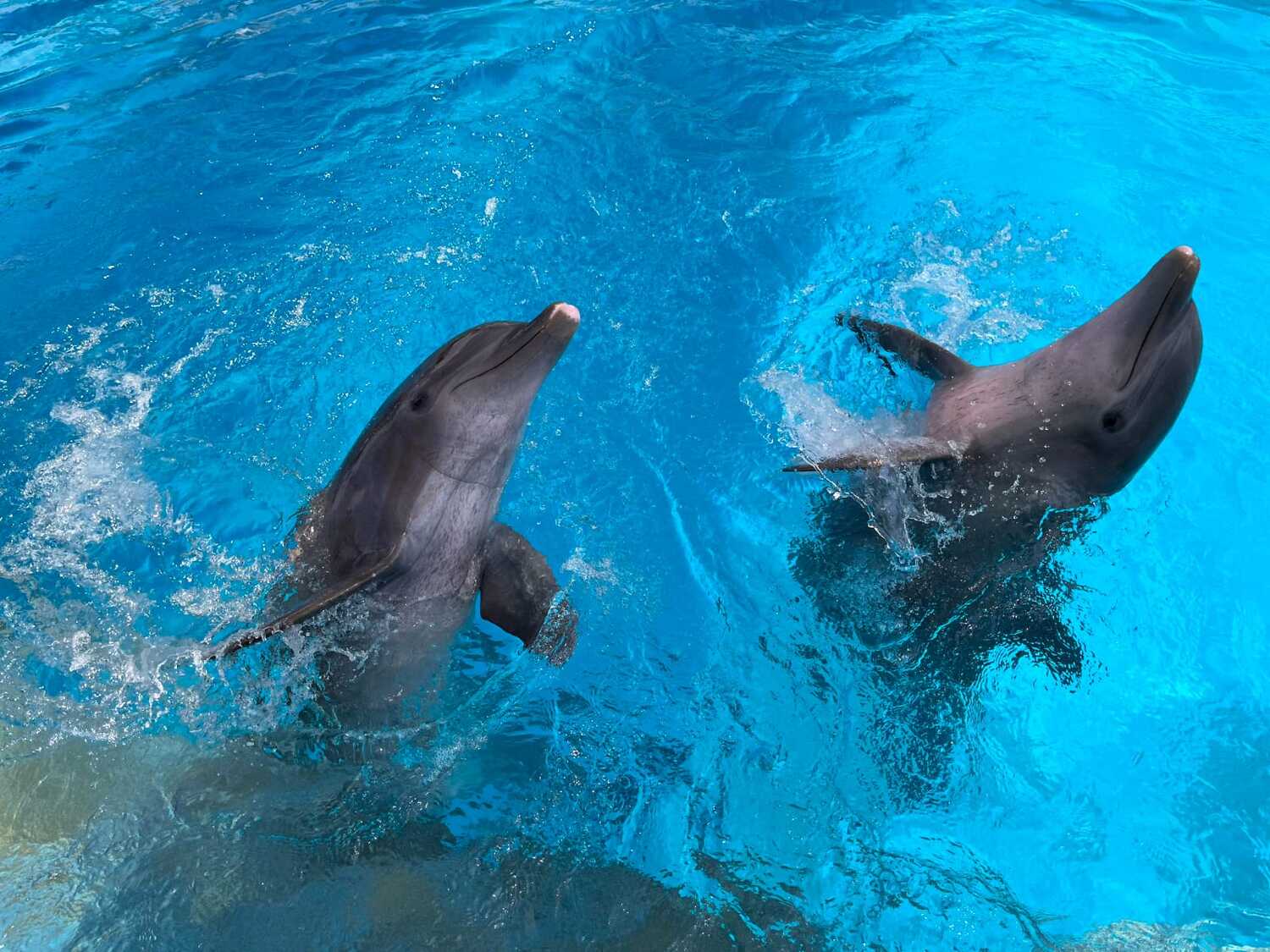 swim with dolphins in vallarta 