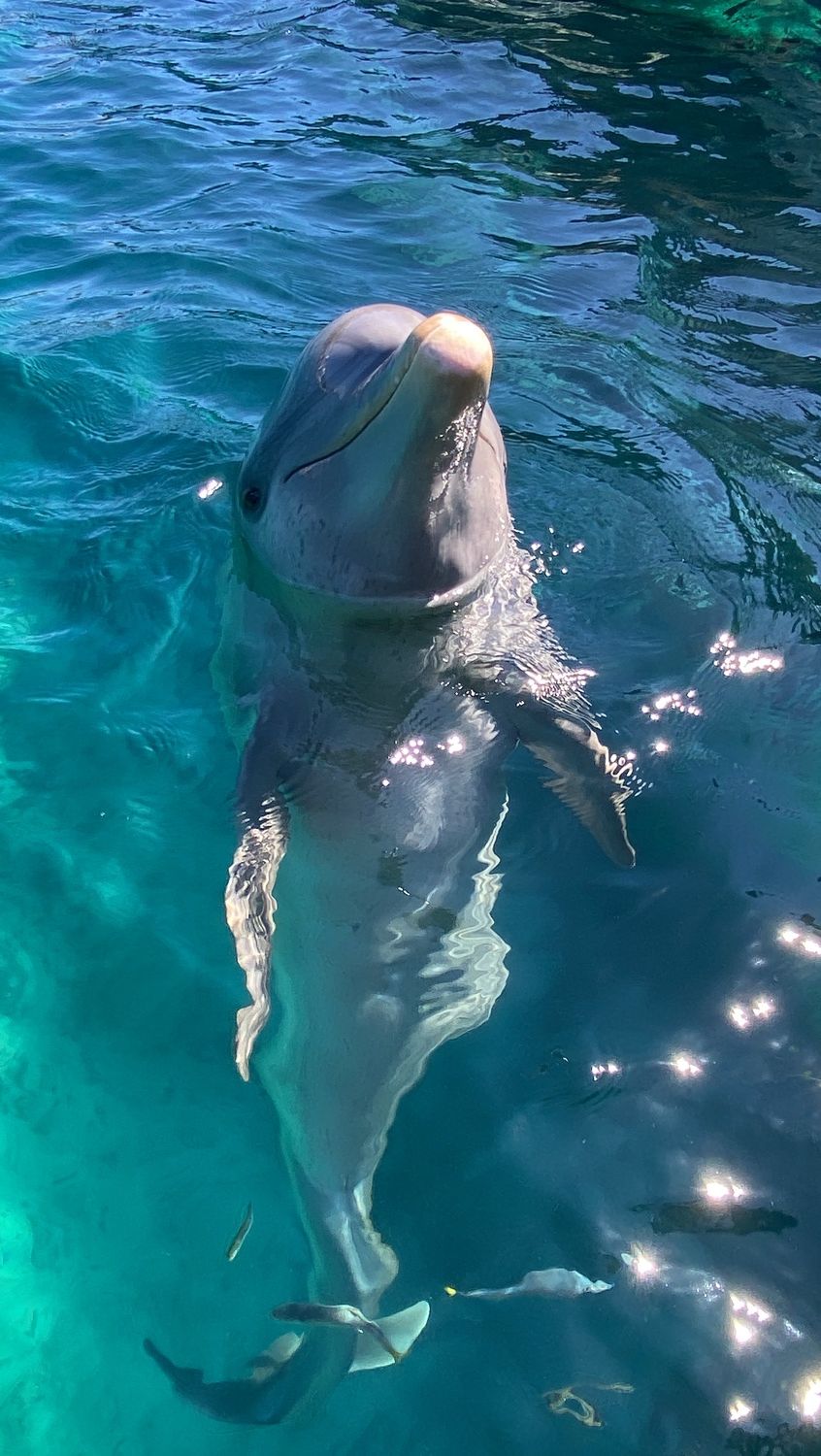 swim with dolphins in cancun isla mujeres