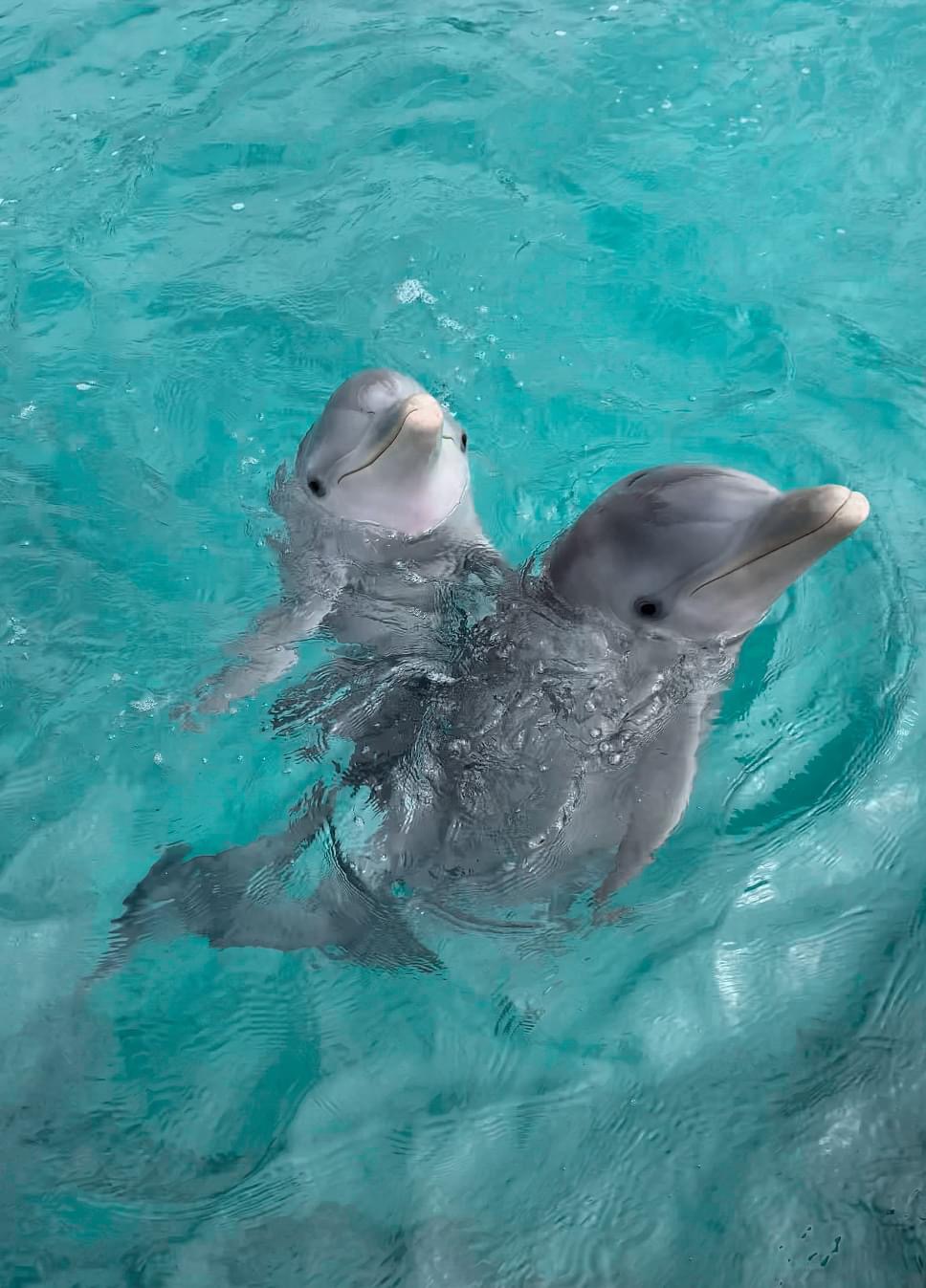 Swim with Dolphins in Isla Mujeres, Dolphin Discovery