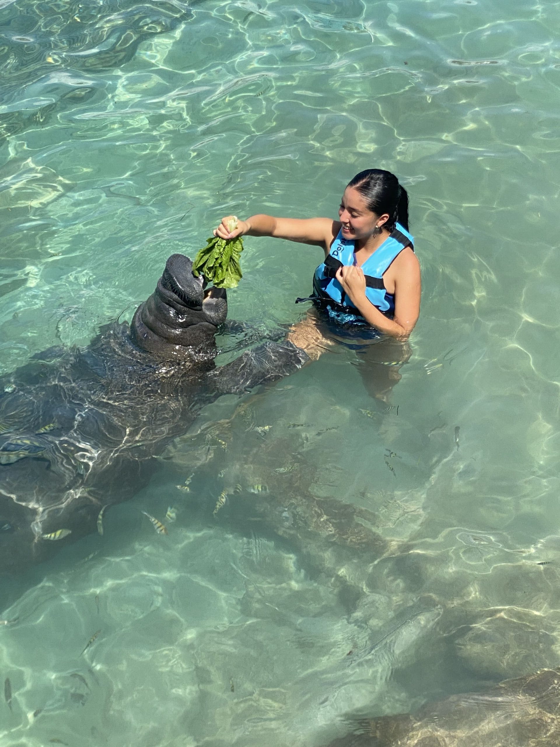 Mujer alimentando un Manatí con lechuga en Isla Mujeres