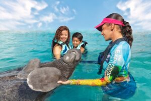 encounter with manatees in mexico