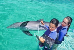 veterinarians and marine mammal specialists at dolphin discovery