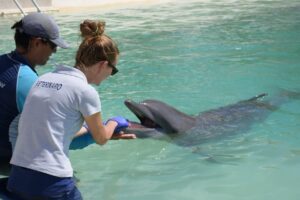 veterinarians at dolphin discovery