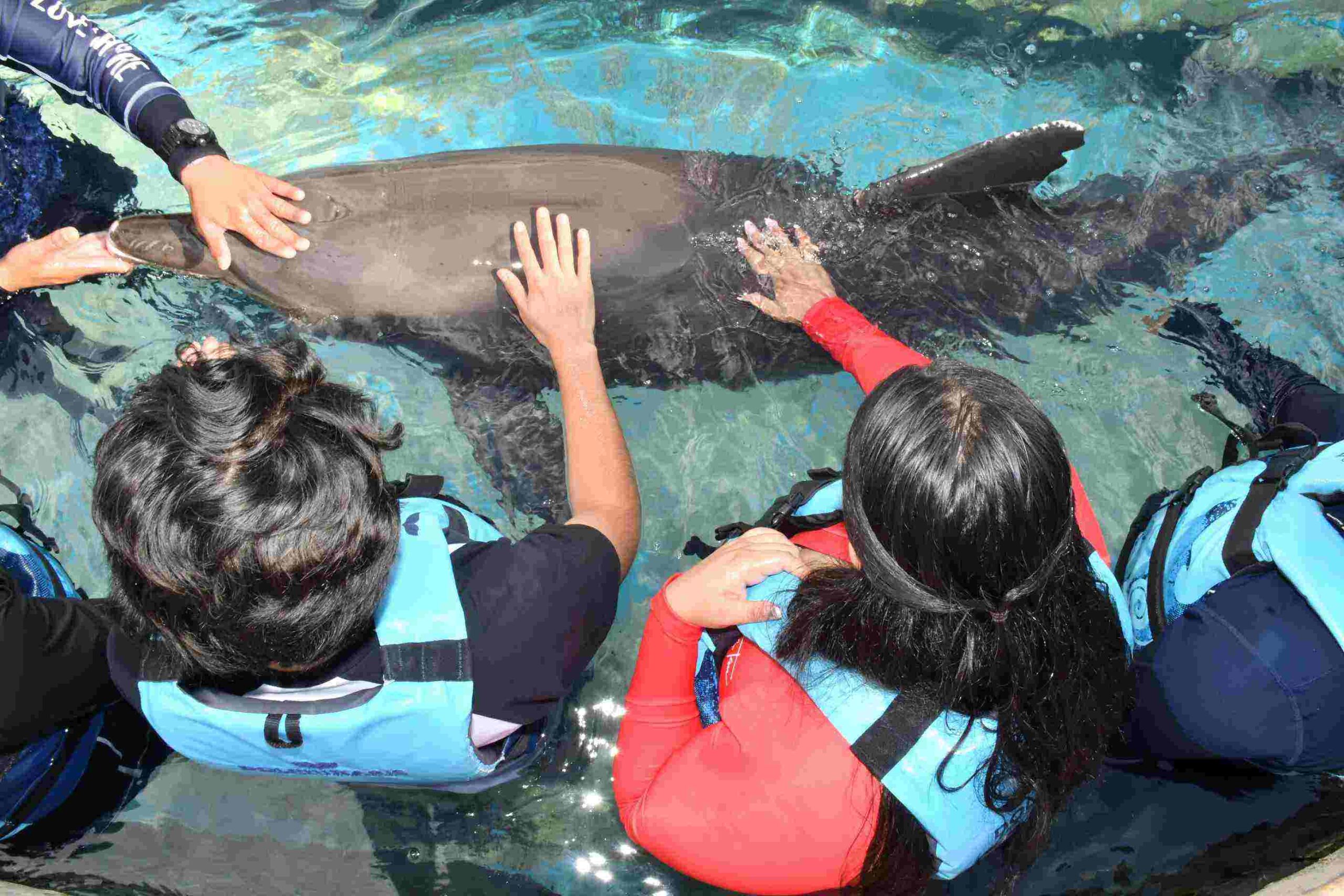 swim with dolphins in cancun