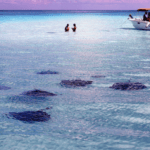 Stingray Islands Grand Cayman