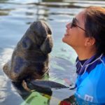 About Manatees with human interactions