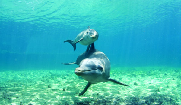 facts about dolphins