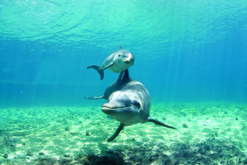 facts about dolphins