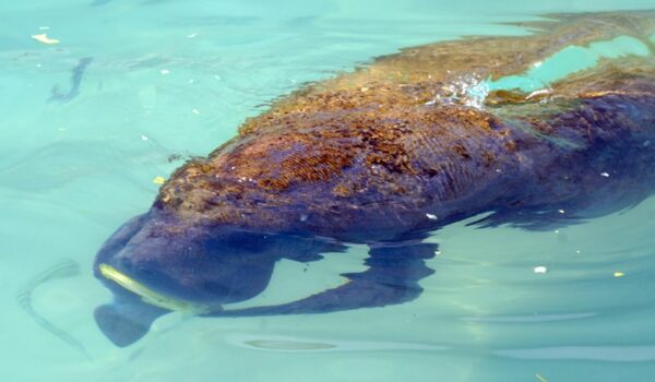 manatee