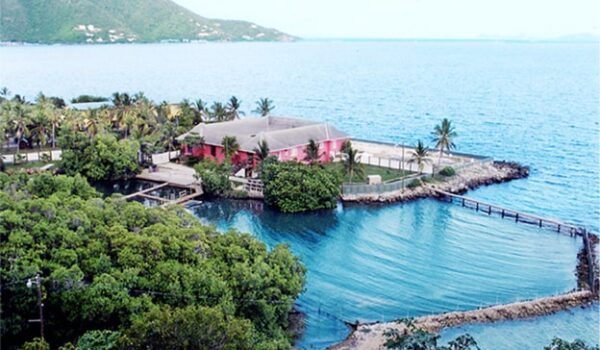 Dolphin Discovery Tortola