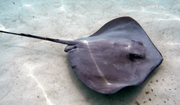 stingray-facts