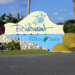 Boatswain’s Turtle Farm