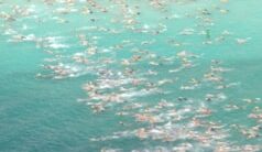 flower sea swim