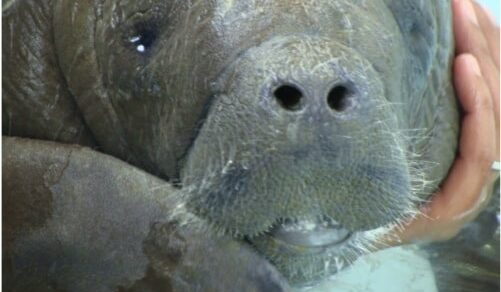 Baby Manatee