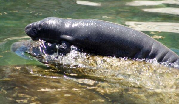 Baby Manatee Born