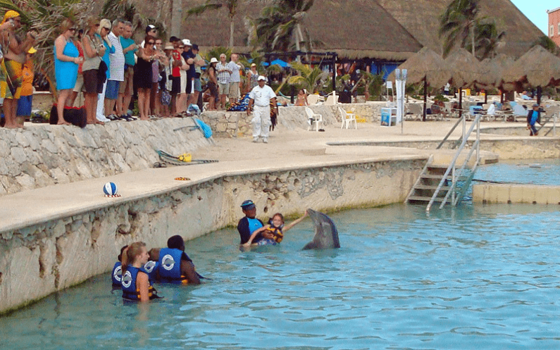 dolphin excursion costa maya